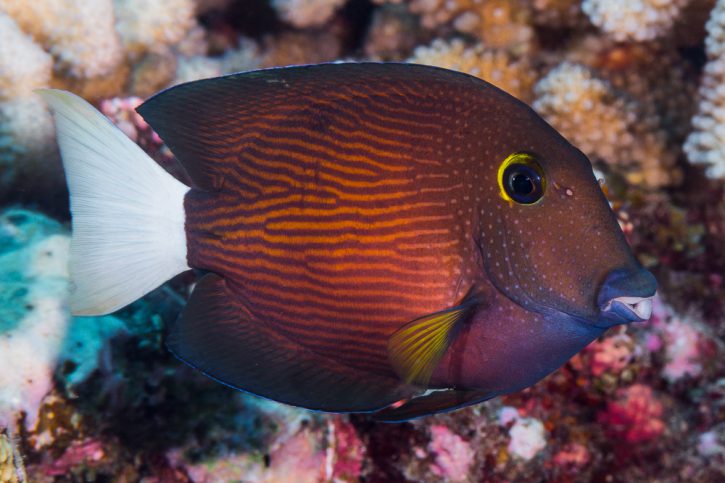 Poissons aquarium marin