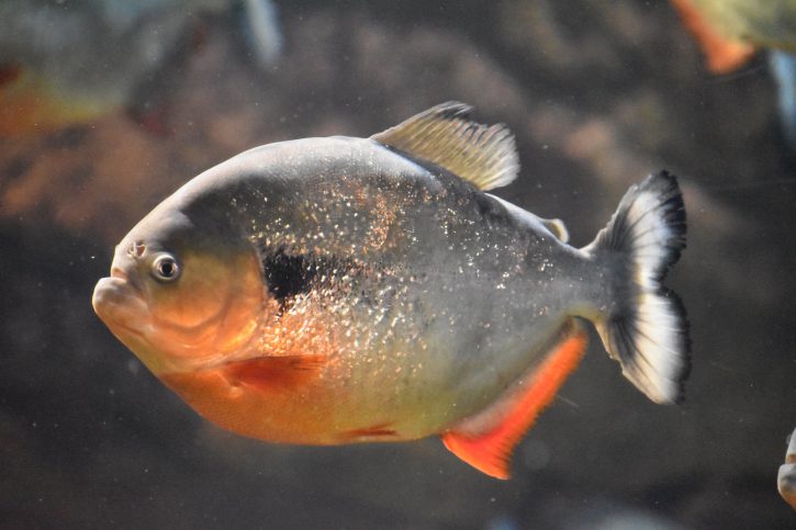 Piranha, un mangeur d’homme, vraiment ? Piranha, un mangeur d’homme, vraiment ?