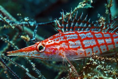 Oxycirrhites typus