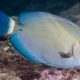 picture of Acanthurus blochii