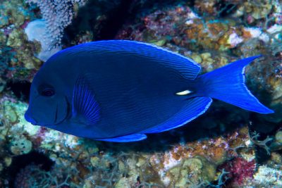 chirurgien bleu Acanthuridae