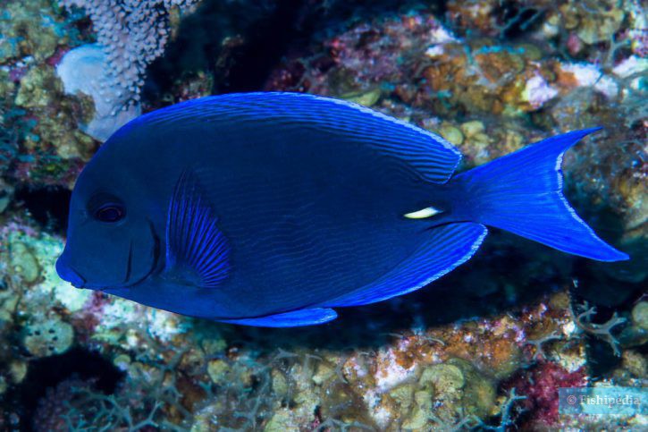 Acanthurus coeruleus