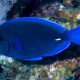 picture of Acanthurus coeruleus