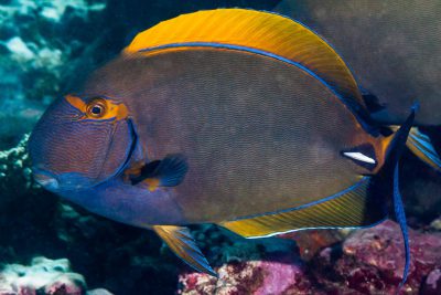 poisson-chirurgien couronné Acanthuridae