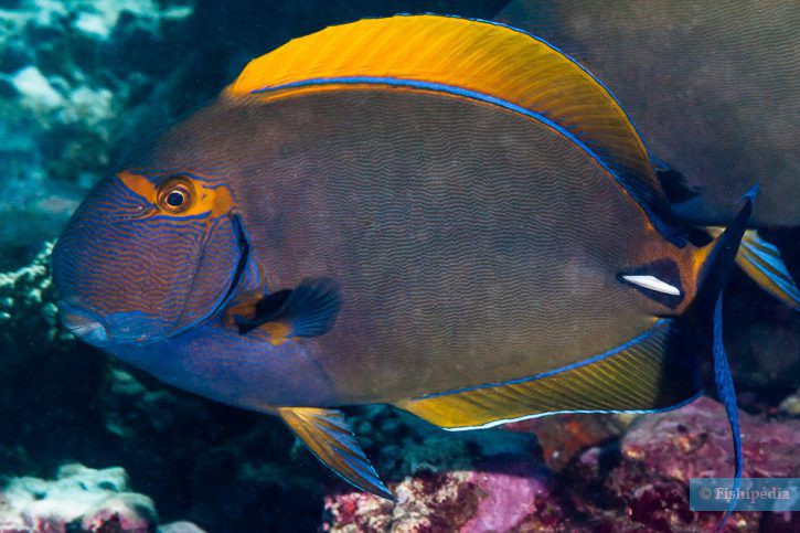 Acanthurus dussumieri