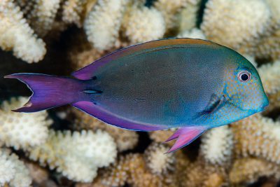 Acanthurus nigrofuscus