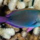 picture of Acanthurus nigrofuscus