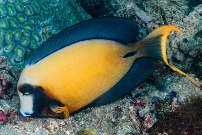 Acanthurus pyroferus