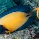 picture of Acanthurus pyroferus