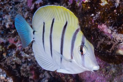 chirurgien-bagnard Acanthuridae