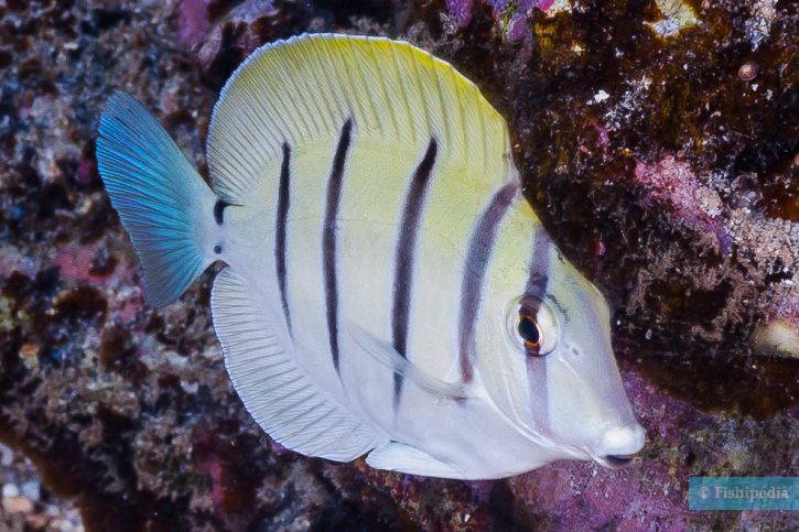 Acanthurus triostegus