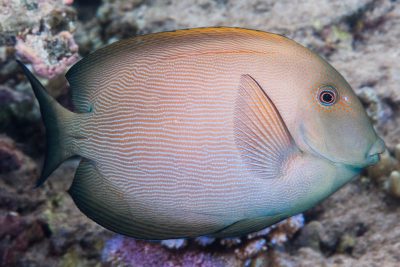 poisson-chirurgien strié Acanthuridae