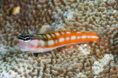 Ecsenius bathi Blenniidae