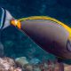 picture of Naso elegans