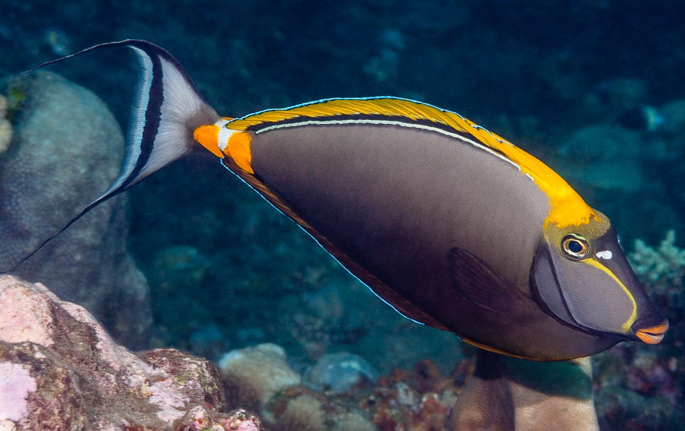 Naso elegans