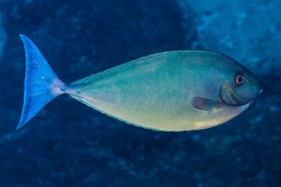 Naso hexacanthus