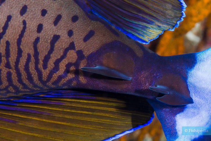 Naso vlamingii - pez unicornio narigudo