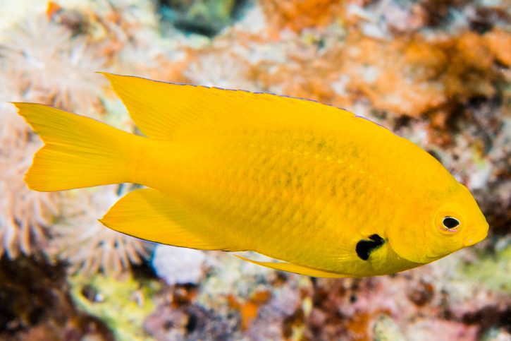 Pomacentrus sulfureus - damita de azufre