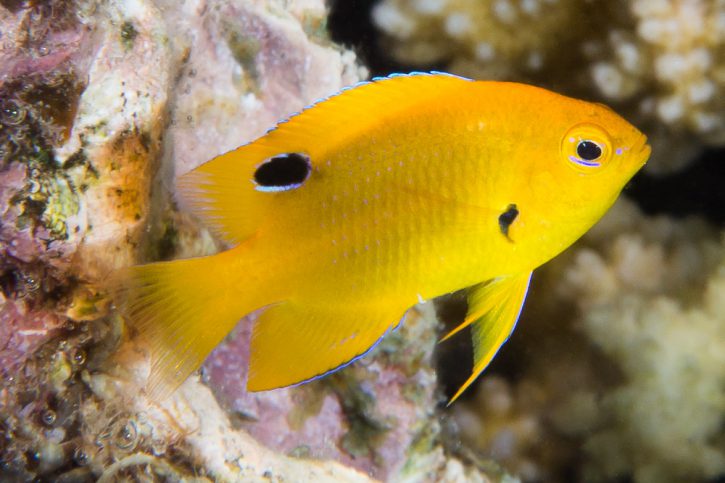 Pomacentrus sulfureus - damita de azufre