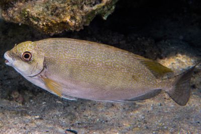 poisson lapin à queue tronquée Siganidae