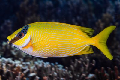 Siganus puellus Siganidae