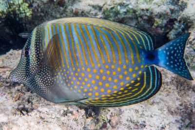chirurgien à voile indien Acanthuridae