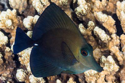 chirurgien à voile brun Acanthuridae