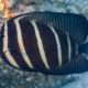 picture of Zebrasoma veliferum