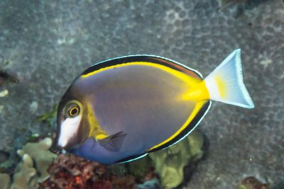 Acanthurus japonicus