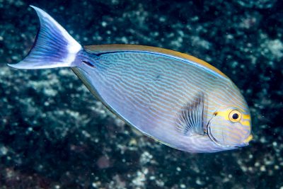 Acanthurus mata
