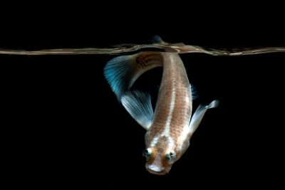 quatre yeux Anablepidae