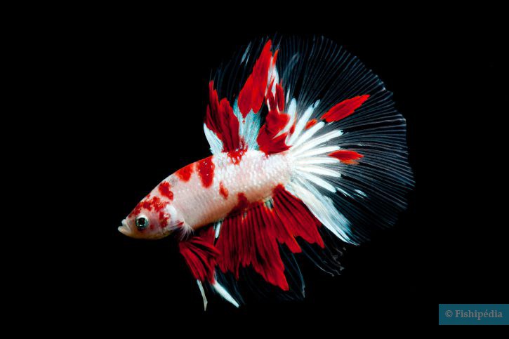 5 choses que vous ignorez (peut-être) sur le poisson combattant 5 choses que vous ignorez (peut-être) sur le poisson combattant