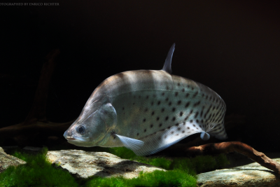 chitala ornata Espèce : chitala ornata