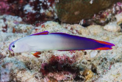 Nemateleotris decora Ptereleotridae