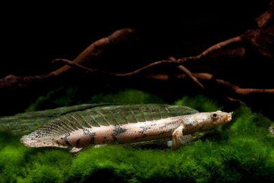 Polypterus endlicherii