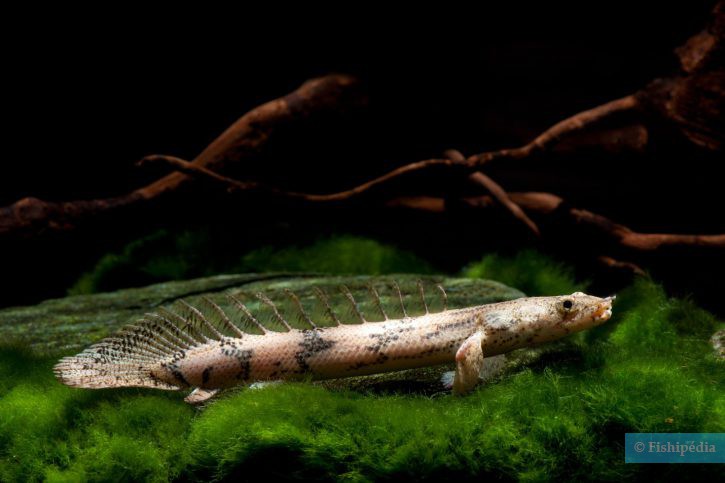 Polypterus endlicherii