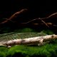 picture of Polypterus endlicherii