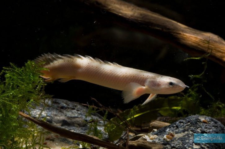 Polypterus senegalus