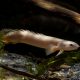 picture of Polypterus senegalus