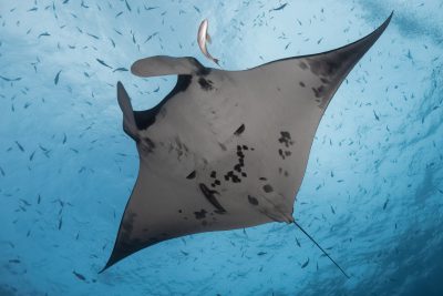 Mobula alfredi