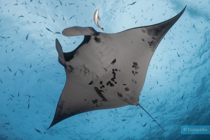 Mobula alfredi