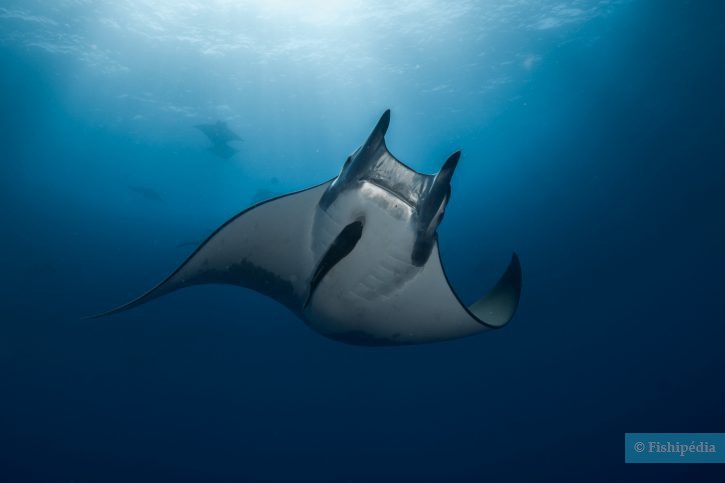 Mobula mobular