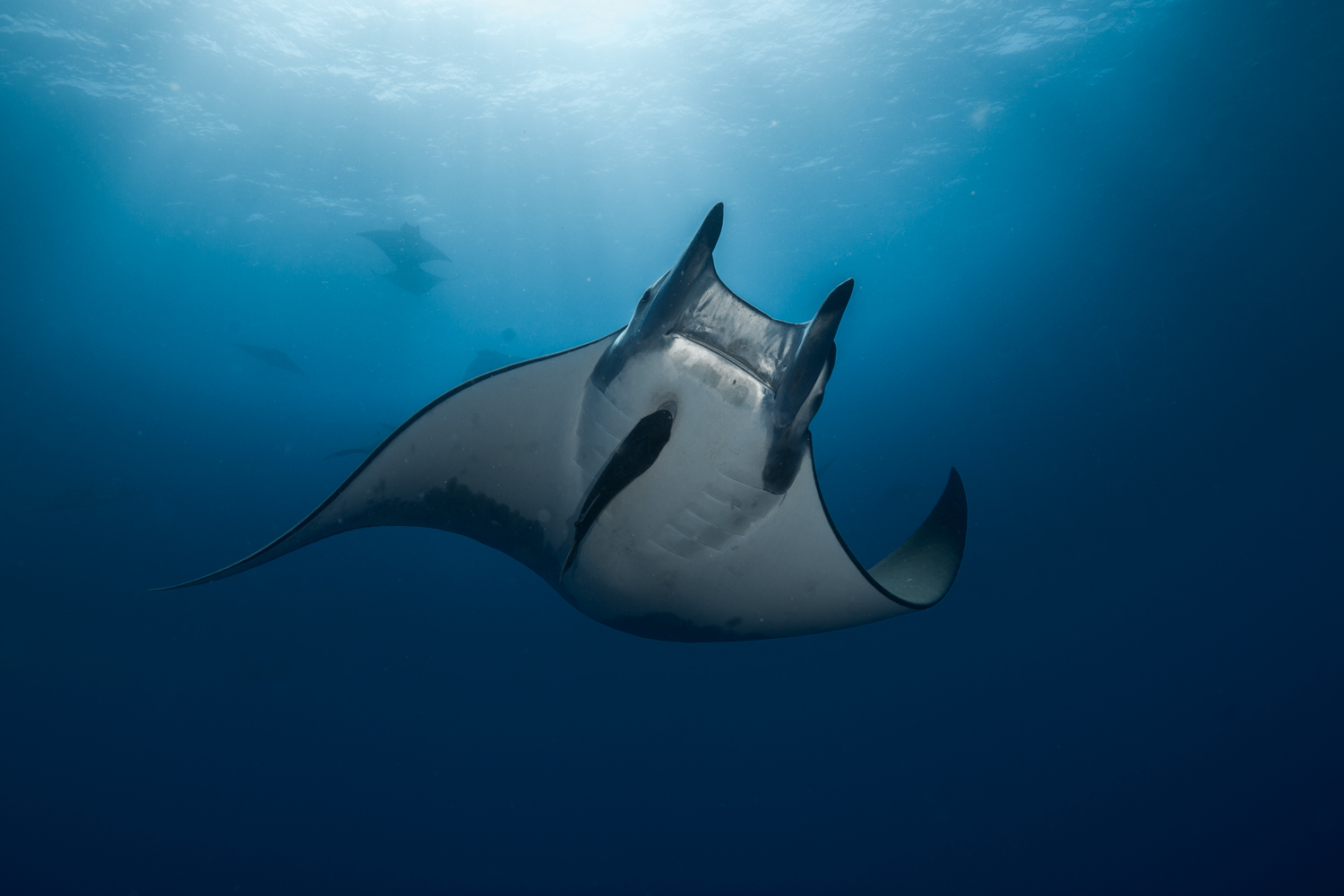 Manta • Mobula mobular • Ficha de pez