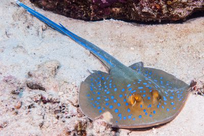 raie pastenague à points bleus Dasyatidae