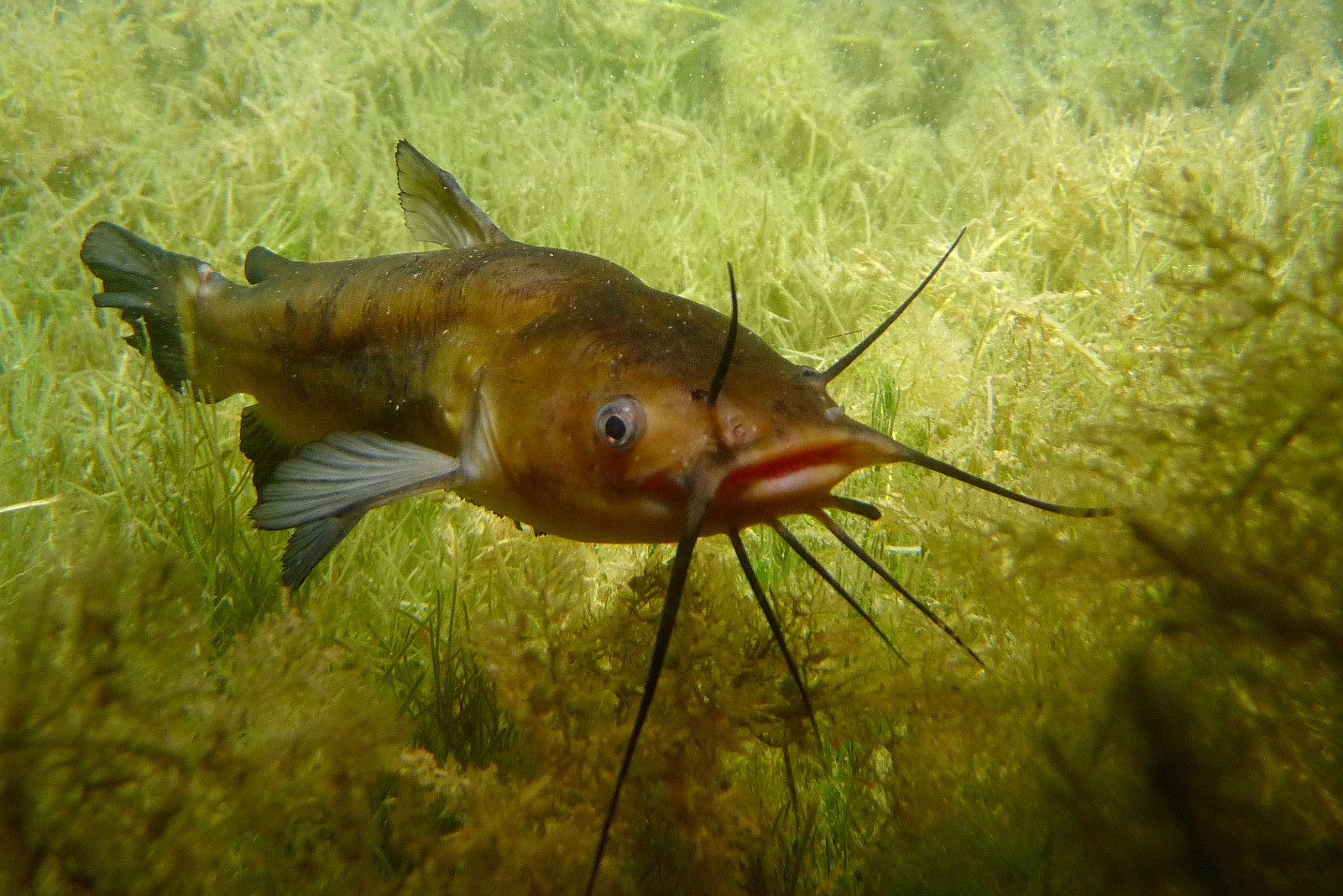 Poisson-chat • Ameiurus melas • Fiche poissons