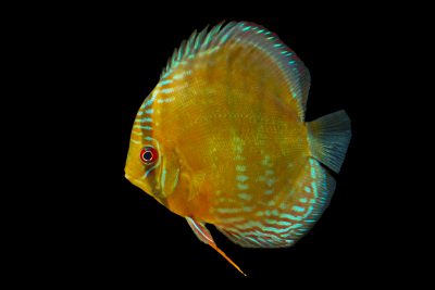 pez disco Cichlidae