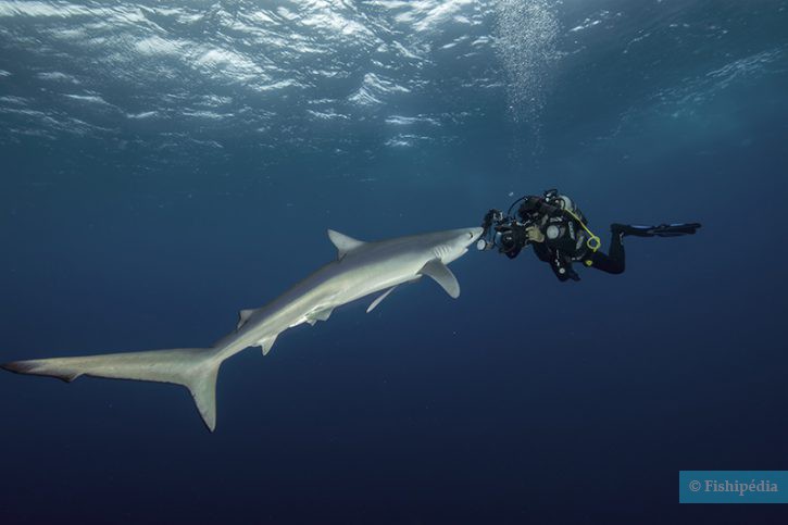 Découvrez les océans avec Fabrice Guérin, photographe environnentaliste Découvrez les océans avec Fabrice Guérin, photographe environnentaliste