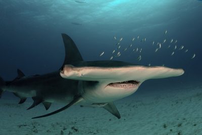 tiburón martillo gigante