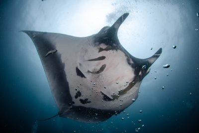 mantarraya