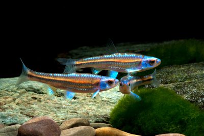 Notropis chrosomus
